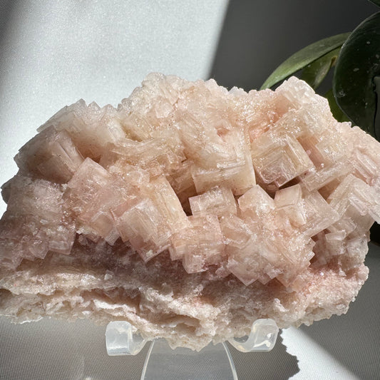 Rare Pink Halite Crystal #5 | Bespoke Crystals