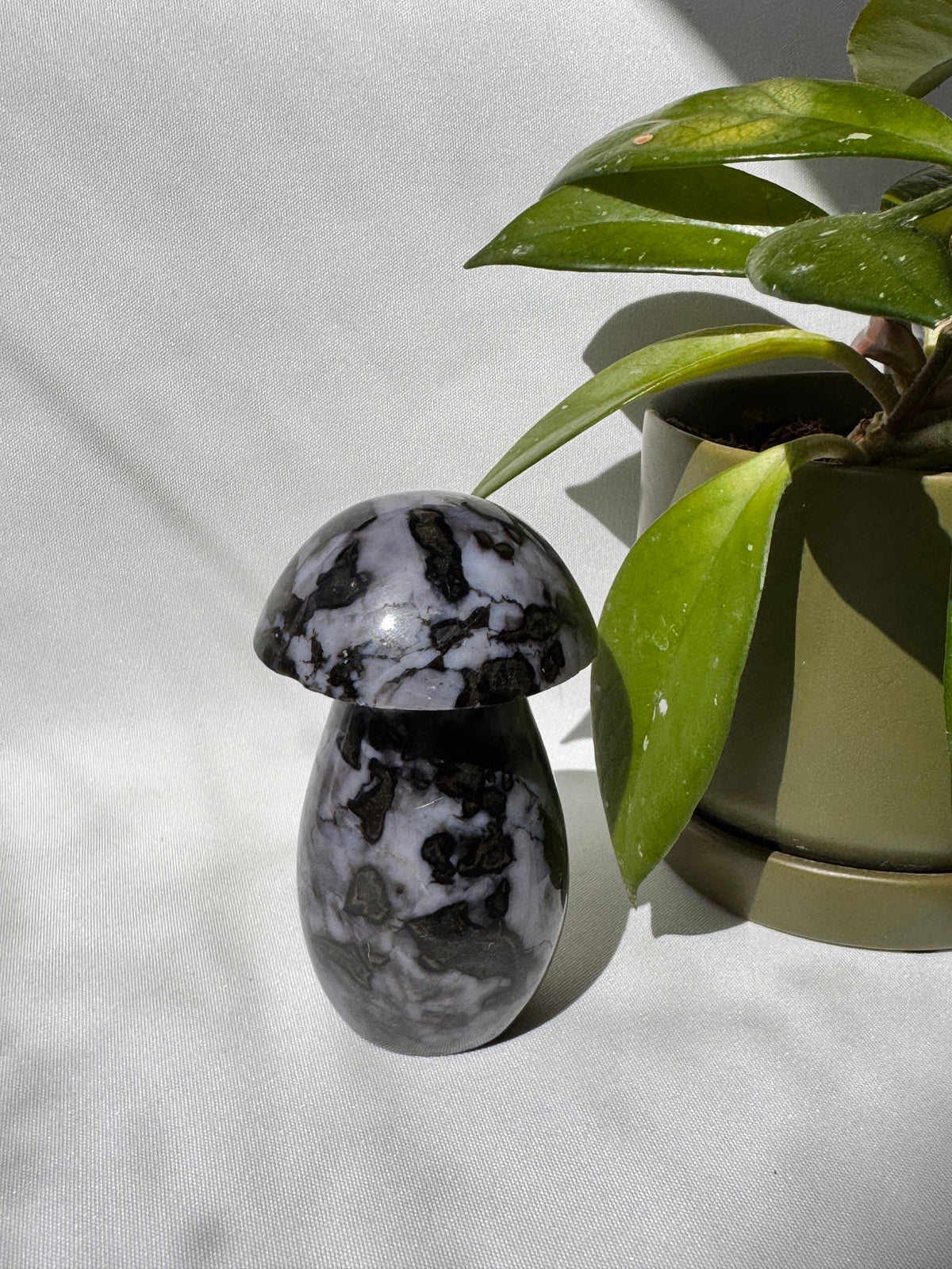 Indigo Gabbro Mushrooms