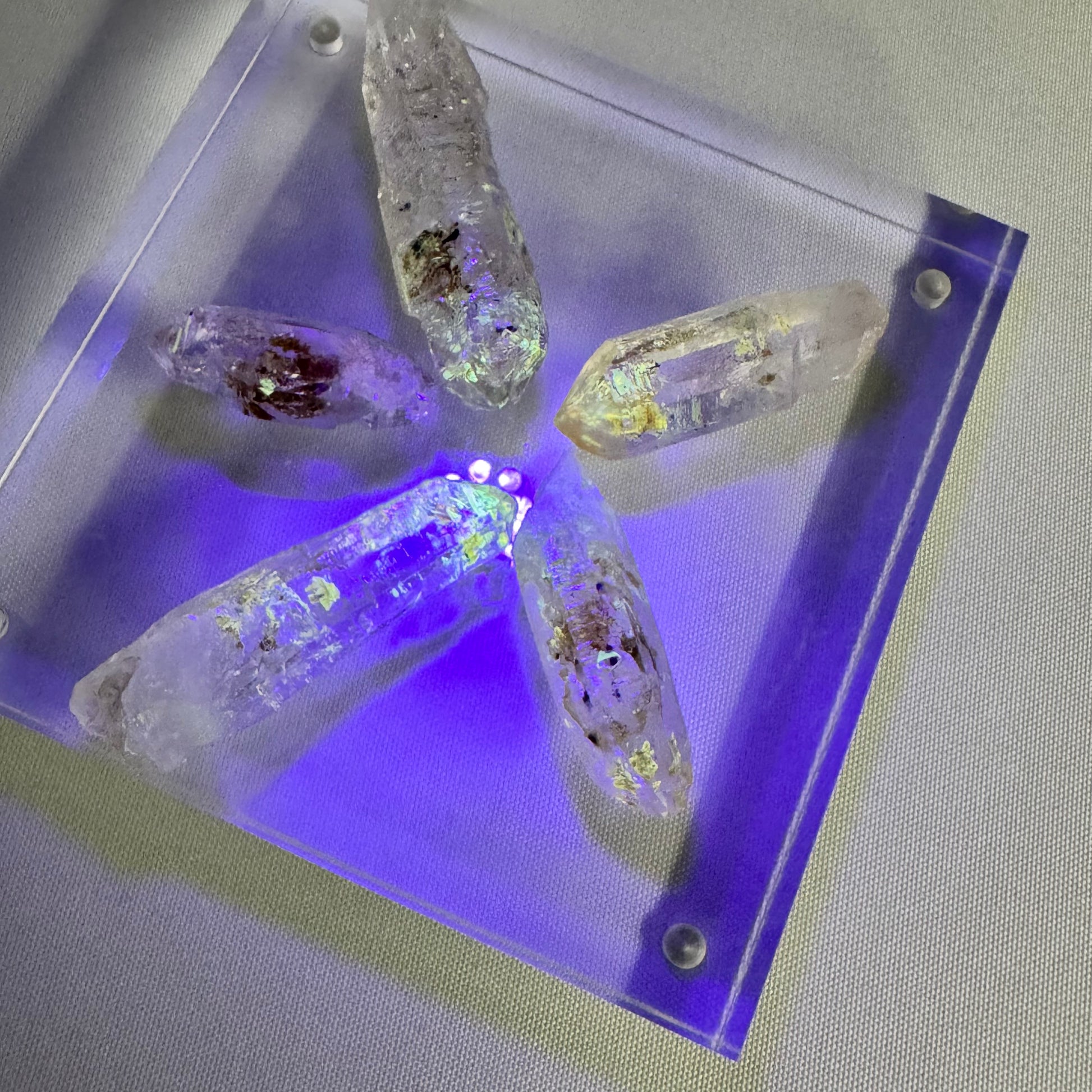 Set of UV Reactive Firefly Enhydro Quartz crystals glowing under UV light, highlighting rare petroleum inclusions for collectors.