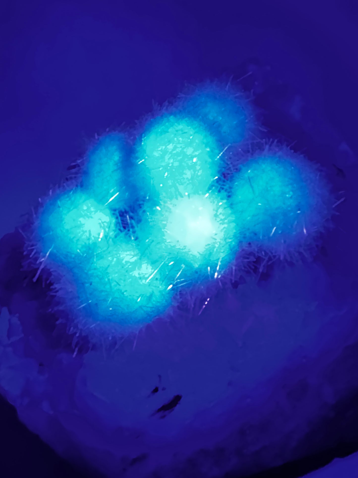 Mesolite Flowers on Apophyllite -UV Reactive