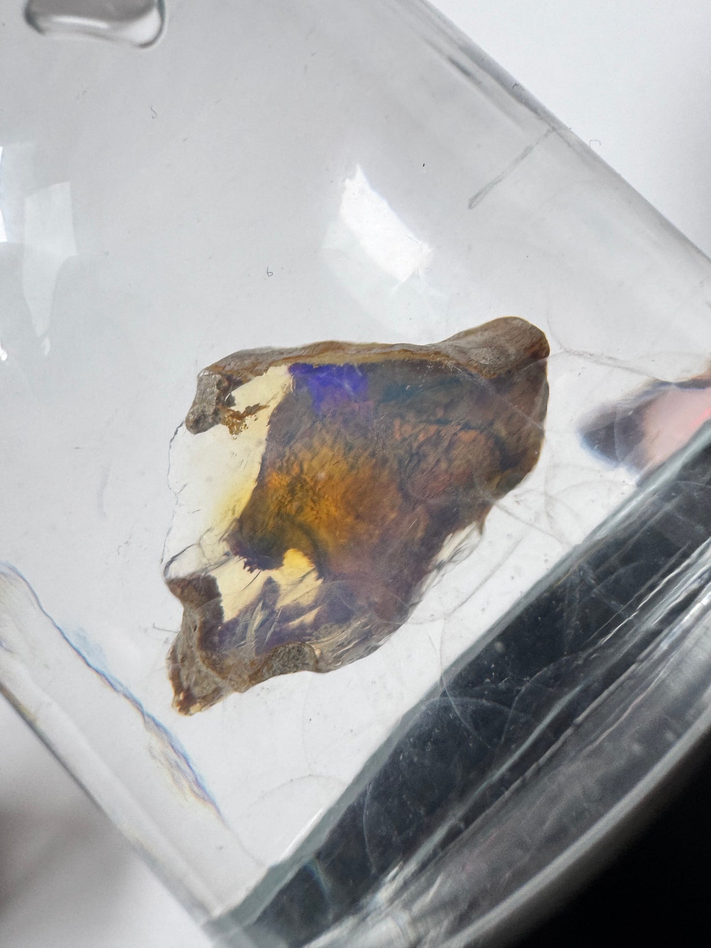 Close-up of Welo Water Opal #5 - Unique Hydrophane with vivid flashes of blue, orange, and violet hues, encased in a clear display dome.
