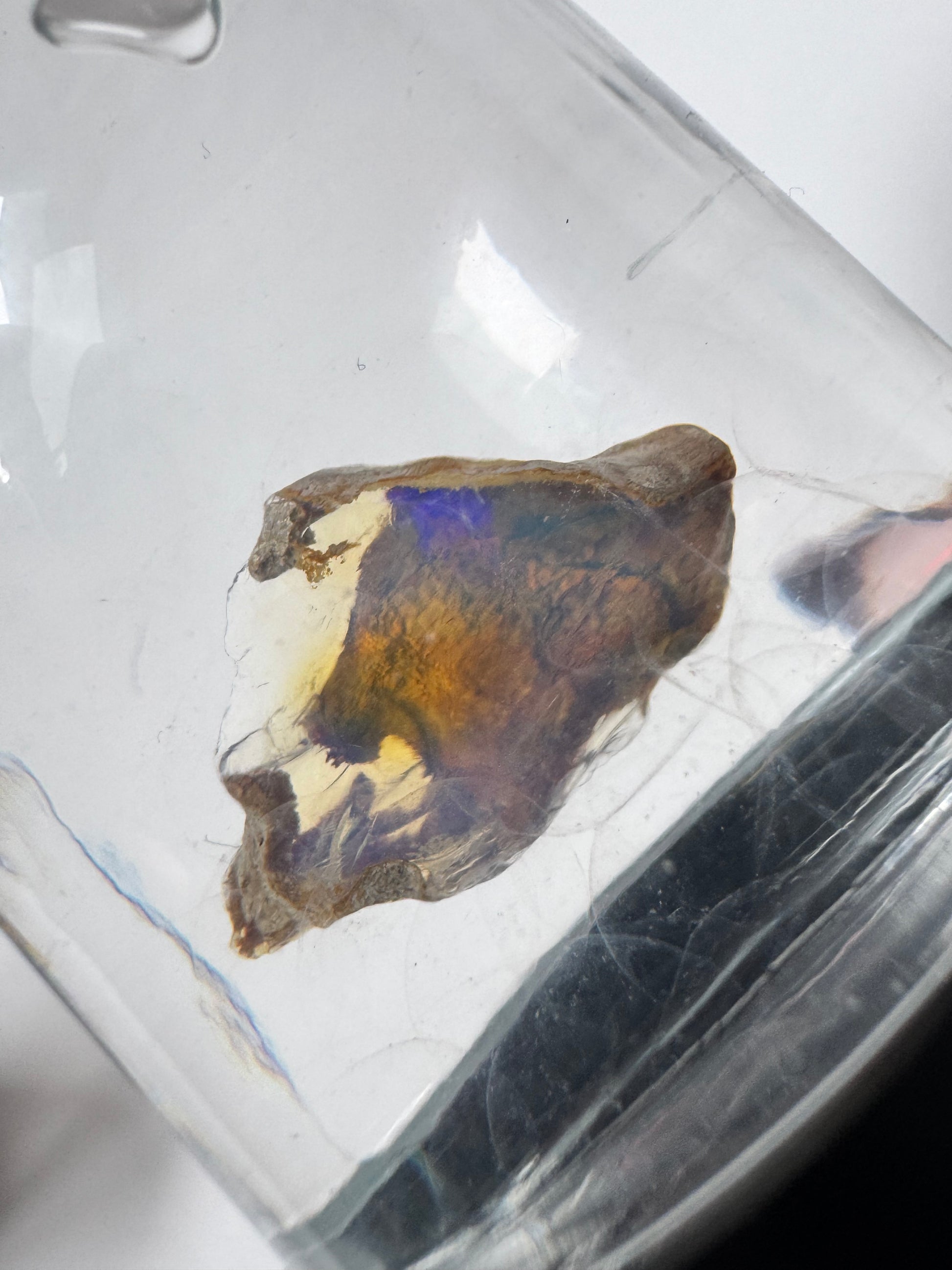 Close-up of Welo Water Opal #5 - Unique Hydrophane with vivid flashes of blue, orange, and violet hues, encased in a clear display dome.