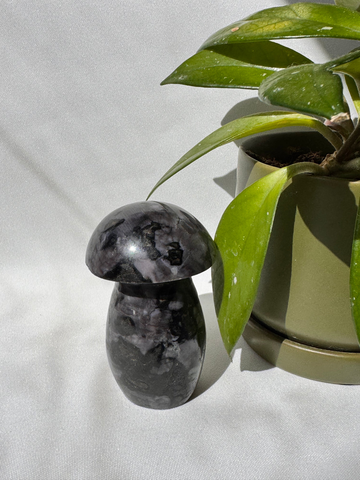 Indigo Gabbro Mushrooms